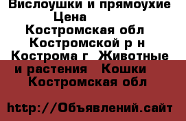 Вислоушки и прямоухие › Цена ­ 2 000 - Костромская обл., Костромской р-н, Кострома г. Животные и растения » Кошки   . Костромская обл.